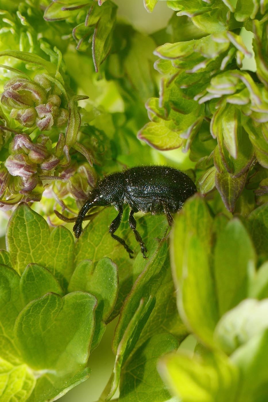 Rhynchitidae: Involvulus sp? S, Involvulus pubescens